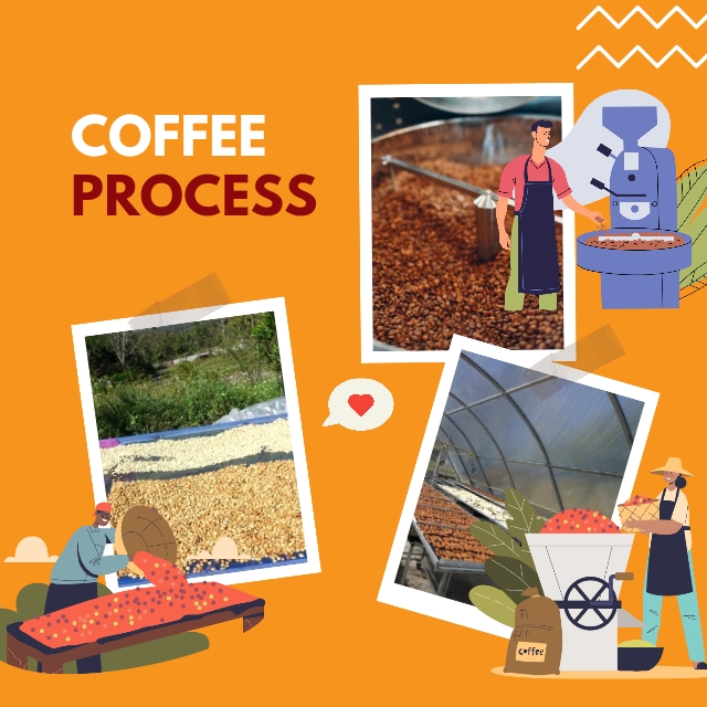 Pemrosesan Kopi Arabika